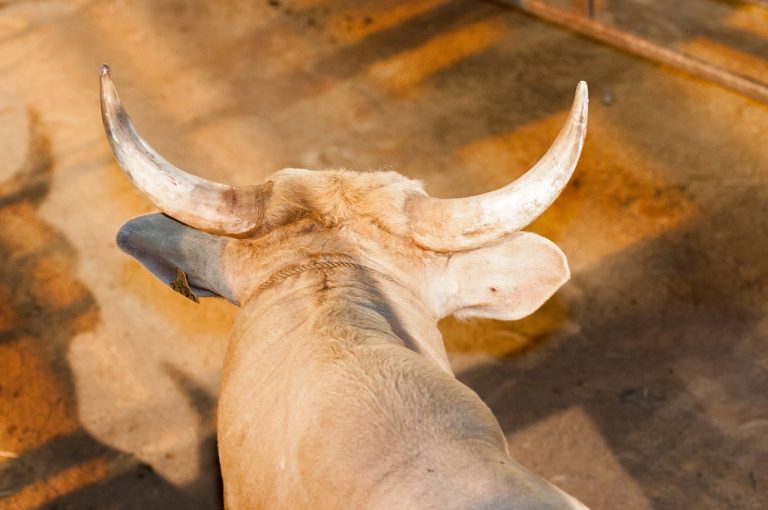horns