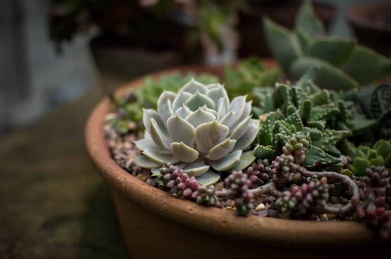 plants