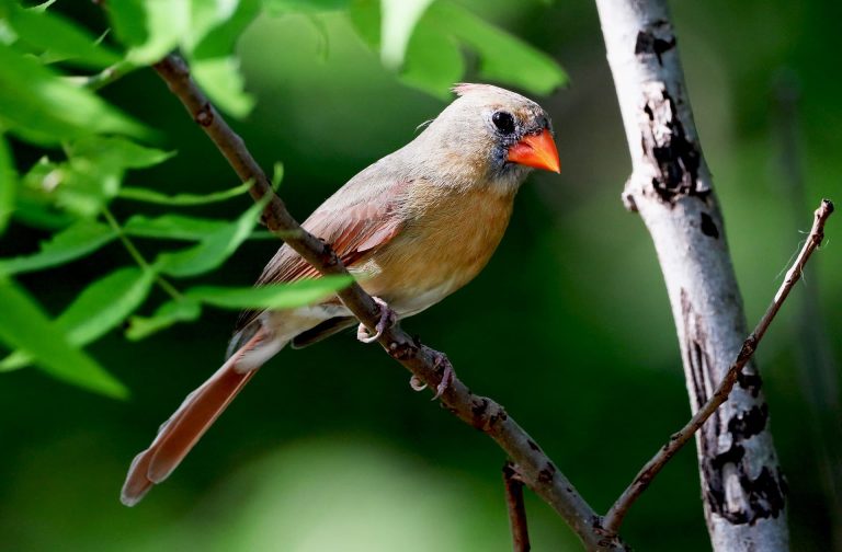 birds