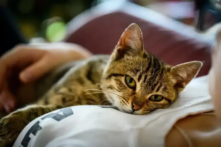 Joy Kitty