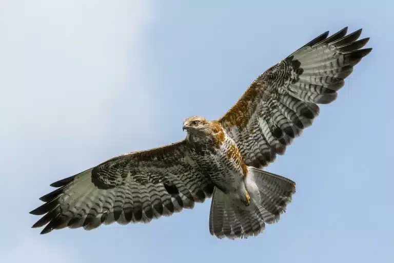 bird