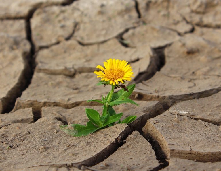 On Survival