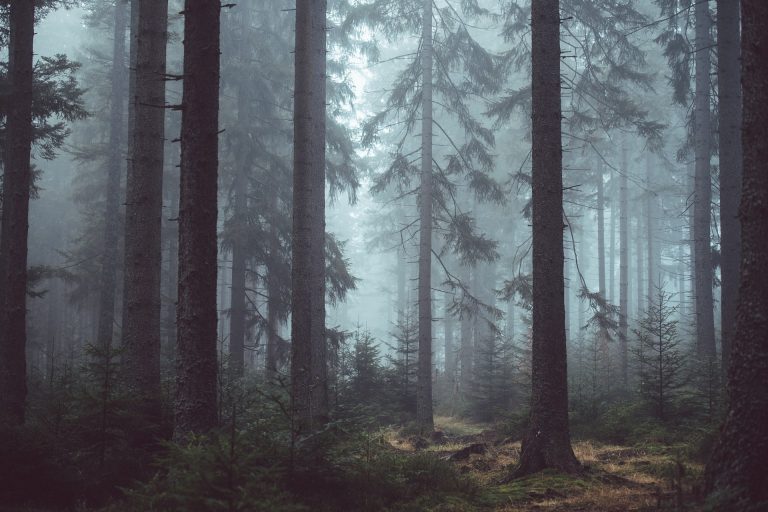 trees