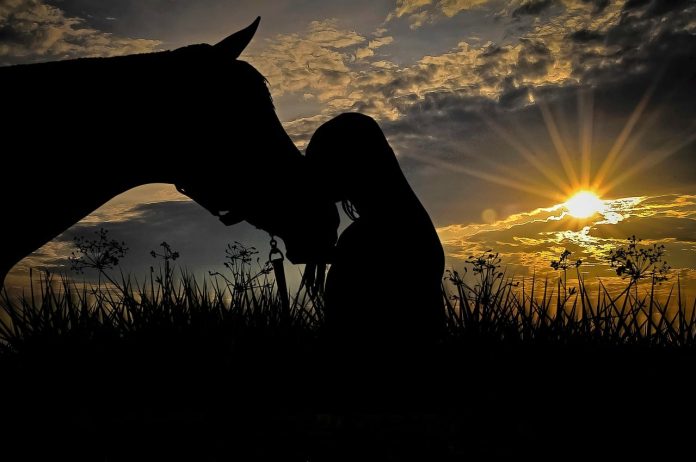 horse