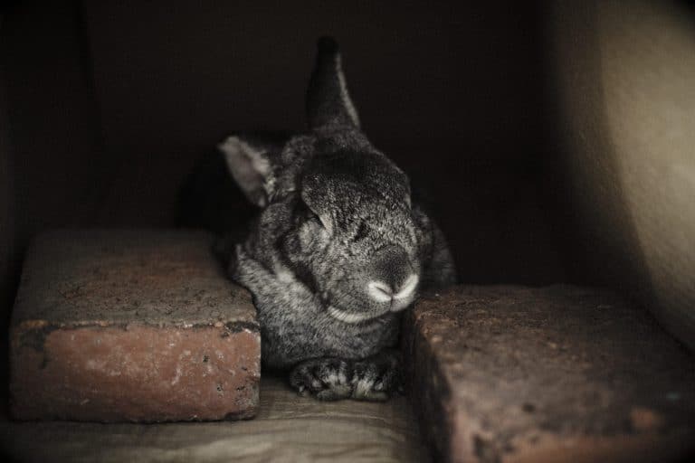 Chinchillas