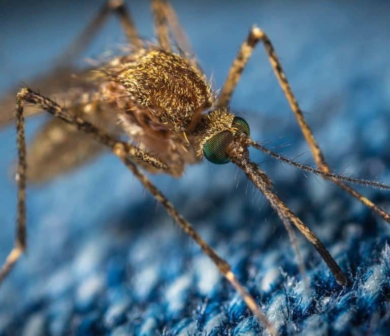 mosquito