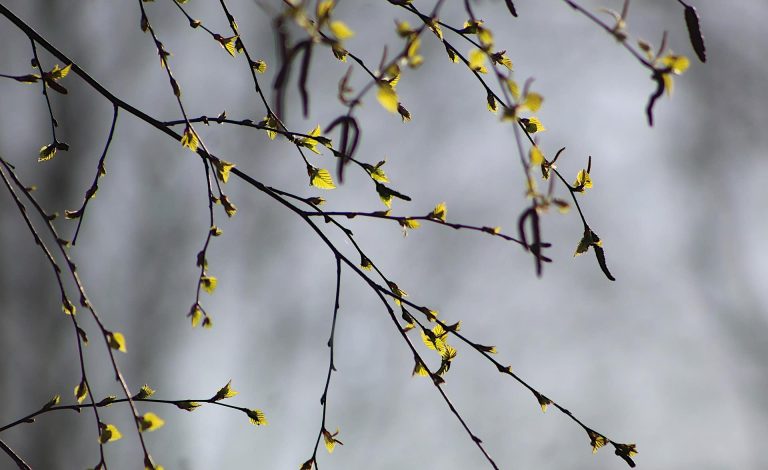 My Dead Branches