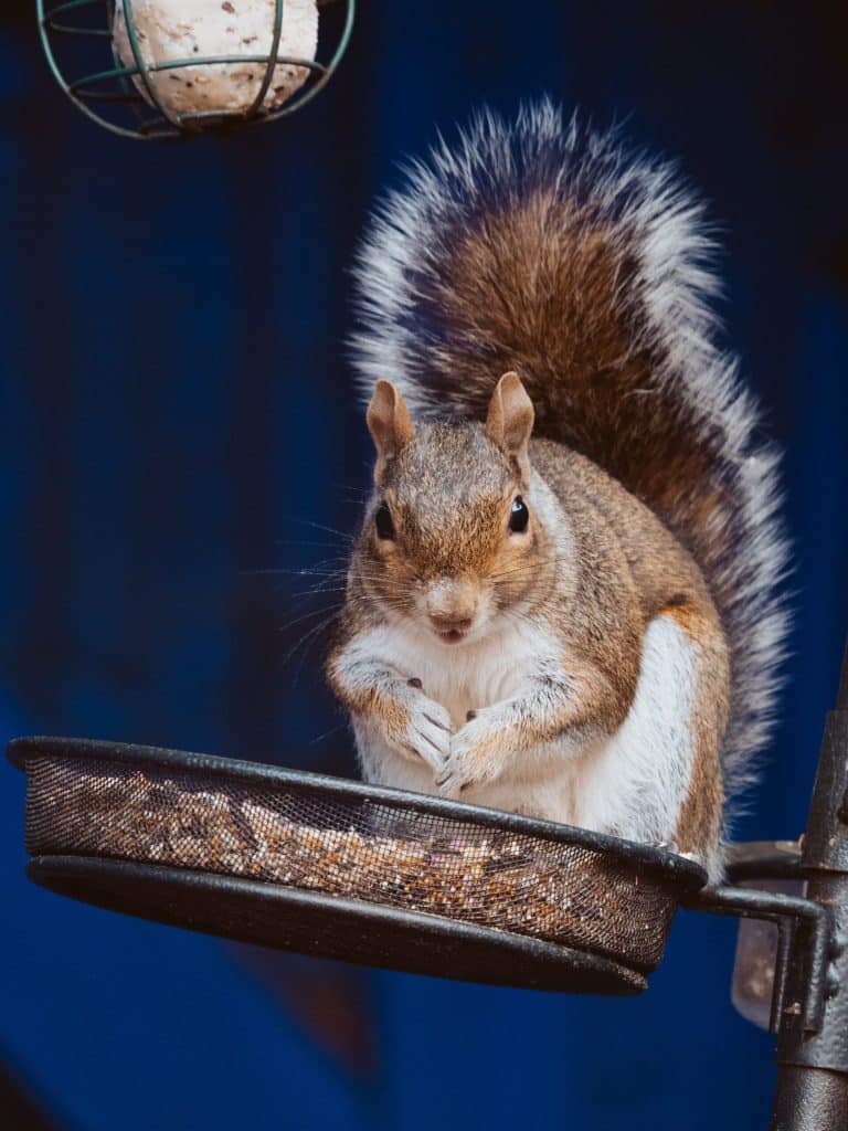 Love, Respect and Squirrels
