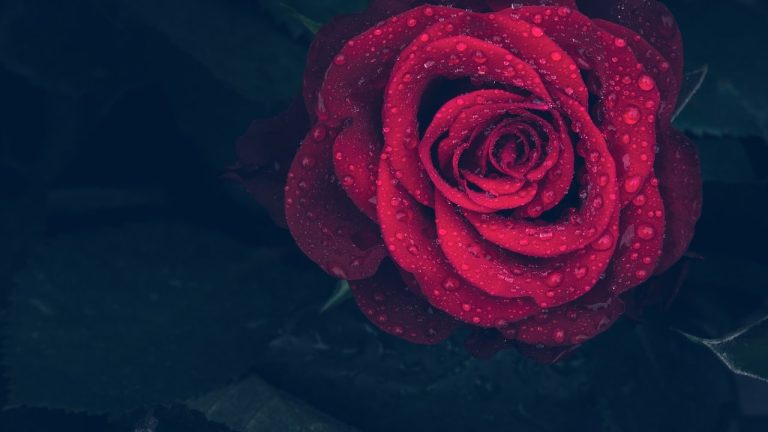 rose