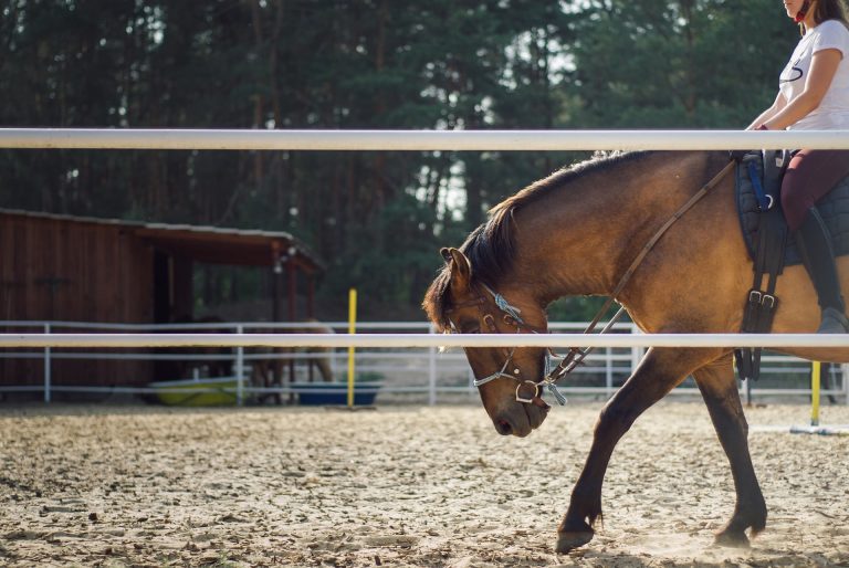 horse