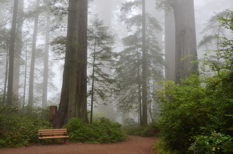forest