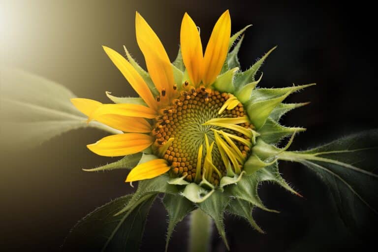 Sunflower road