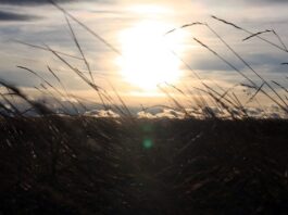 prairie