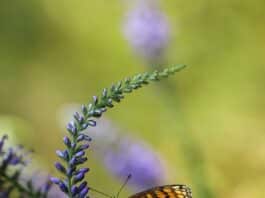 bloom insect butterfly
