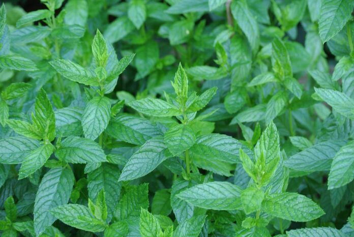 mint